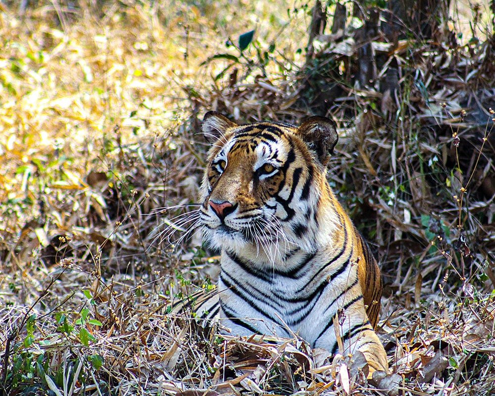 Bardia Tiger Trails