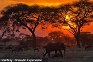 Tanzania Safari (5N / 6D)
